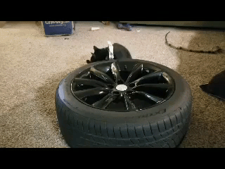 Jack Licking Tire